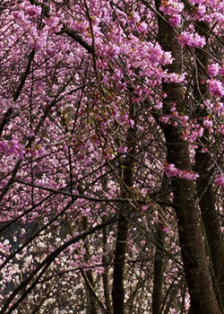 旅行說走就走,高鐵假期