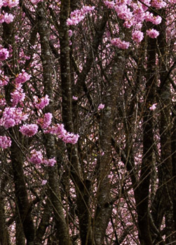 旅行說走就走,高鐵假期