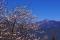 【春遊賞花】福壽山天池、梨山楓之谷、雪霸櫻花鉤吻鮭雪山天空之鏡二日