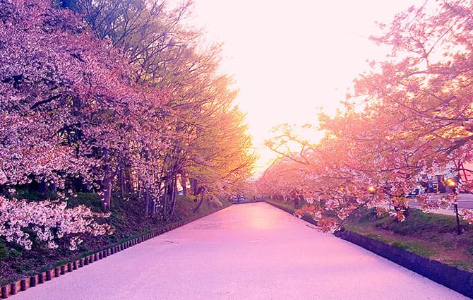 弘前公園櫻花祭（每年4月下旬~5月上旬）