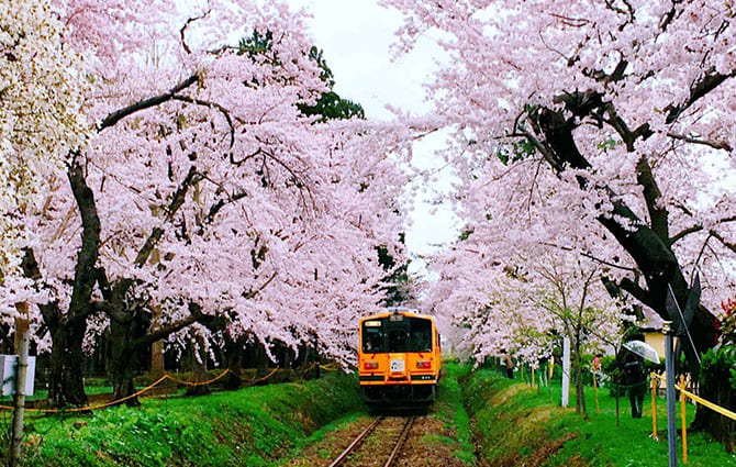 蘆野公園櫻花祭（每年4月下旬~5月上旬）