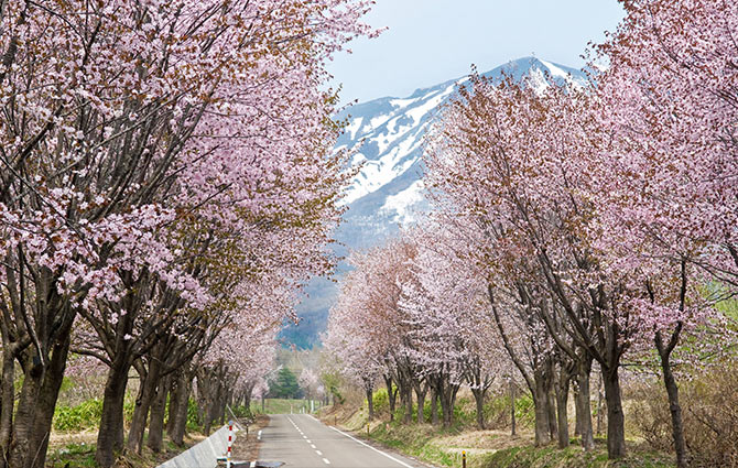 世界最長櫻木花道 (每年4月下旬~5月上旬)