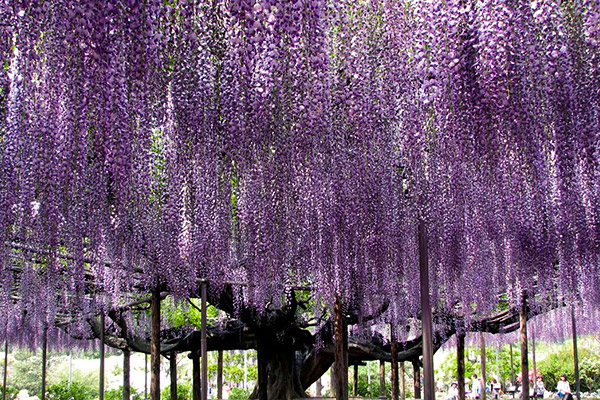 足利花卉公園