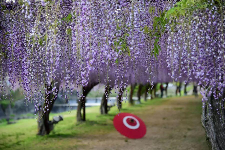 岡山和氣町紫藤公園