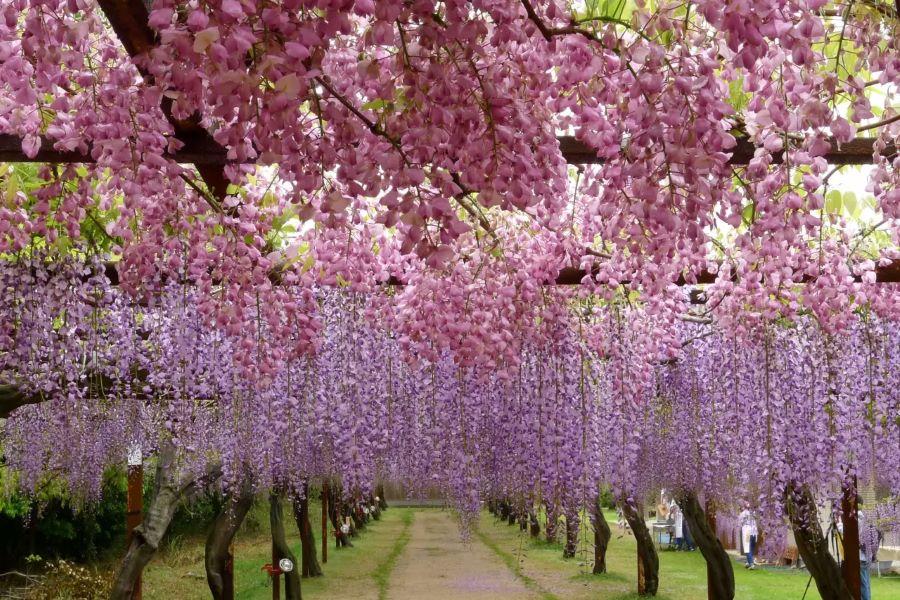 岡山和氣町紫藤公園