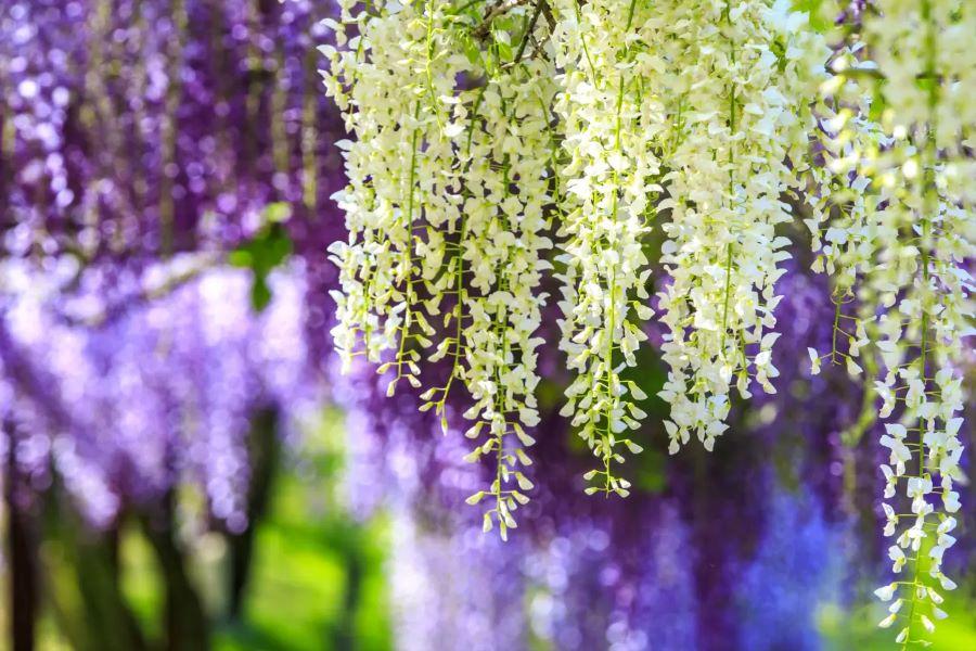 岡山和氣町紫藤公園