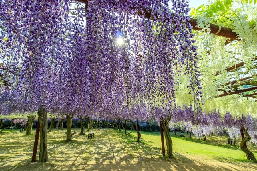 岡山和氣町紫藤公園