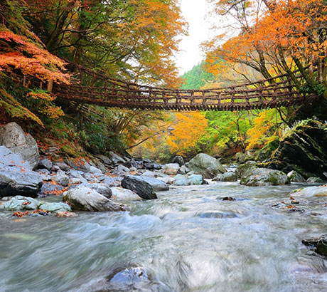 德島秘境藤蔓橋~祖谷葛橋
