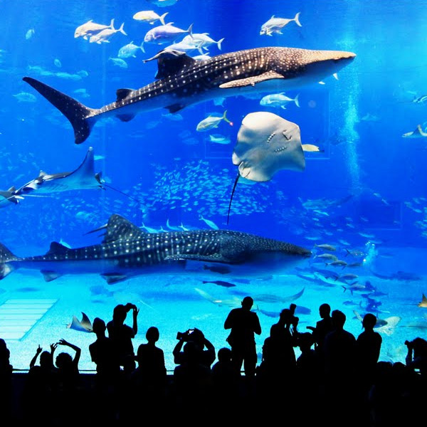 美之海水族館