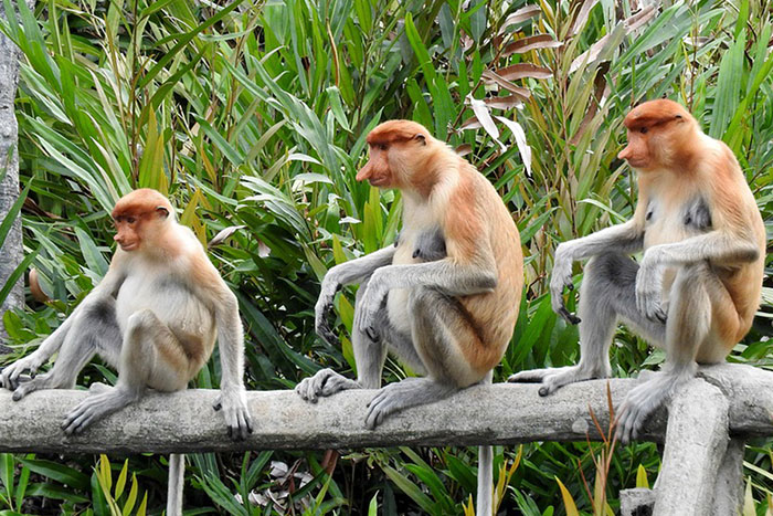 威士頓濕地長鼻猴及保佛鎮螢火蟲遊河