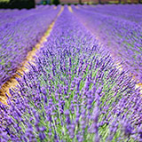 艾克斯普羅旺斯