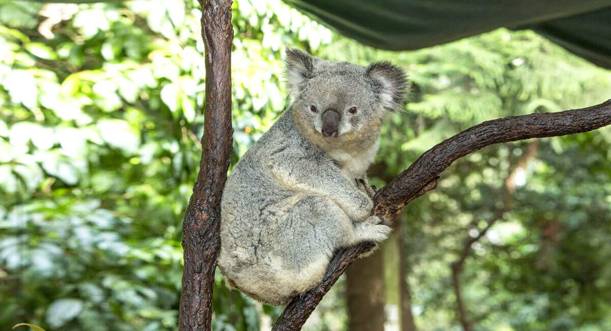 雪梨無尾熊動物園