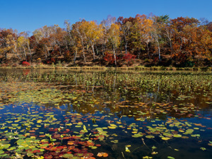 蓮池に移る紅葉