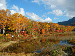 蓮池に移る紅葉