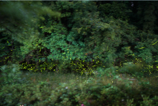 【佐賀初夏嬉光記。群螢亂舞】嬉野川賞螢