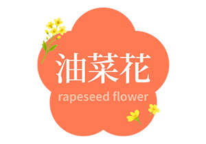 油菜花