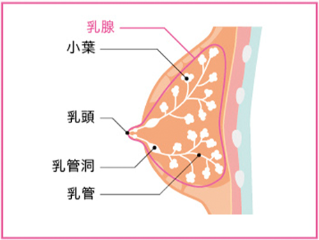 乳腺的組織構造