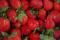 【苗栗】大湖草莓季、炮仗花海、天福農場鮮摘檸檬、莓好一日