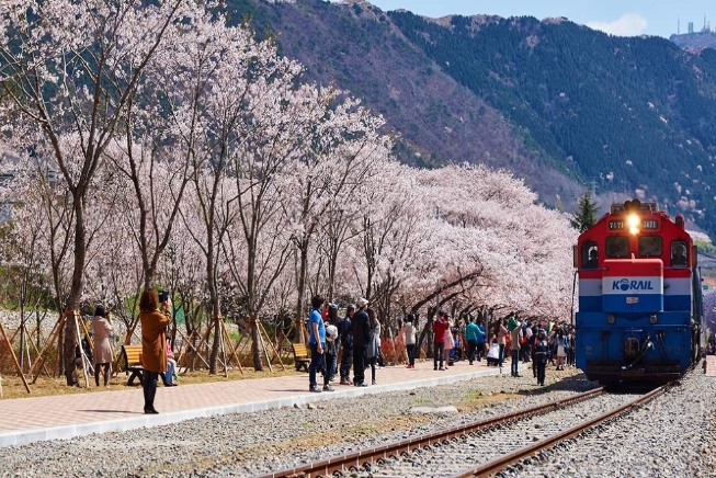 【韓國】鎮海櫻花盛典一日遊 | 首爾、釜山 出發