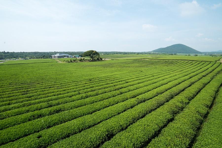 
                                                                                                        Osulloc茶博物館
                                                                                                        