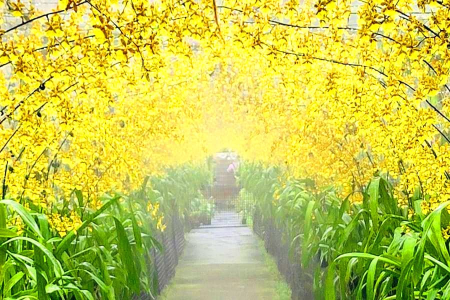 
                                                                                                        金雙甡花卉農場
                                                                                                        